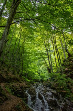 Nehir ormandan geçer.