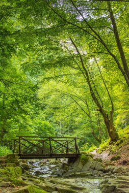 Nehir ormandan geçer.