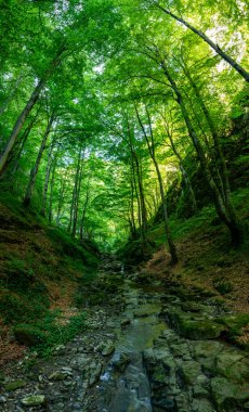 Nehir ormandan geçer.