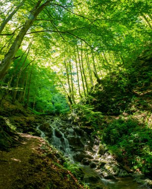 Nehir ormandan geçer.