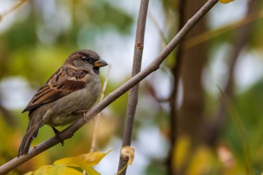 Ormandaki bir dalda serçe.