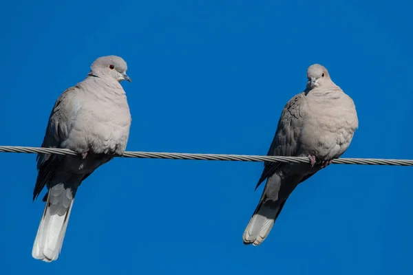 Eurasiatisk Krage Duva Repet — Stockfoto