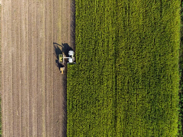 A tractor and a combine harvest corn