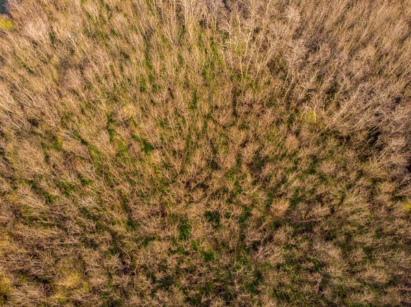 Aerial Photo Brown Trees Late Autumn — Stock Photo, Image