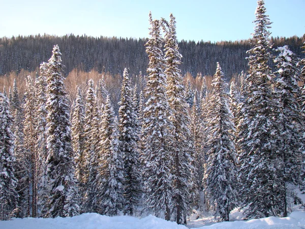 Güneşin doğuşundaki kış ormanı.                              