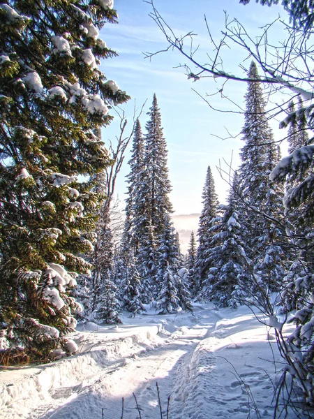 Kış güneşli bir gün. Karlı bir kozalaklı ormanda yol.