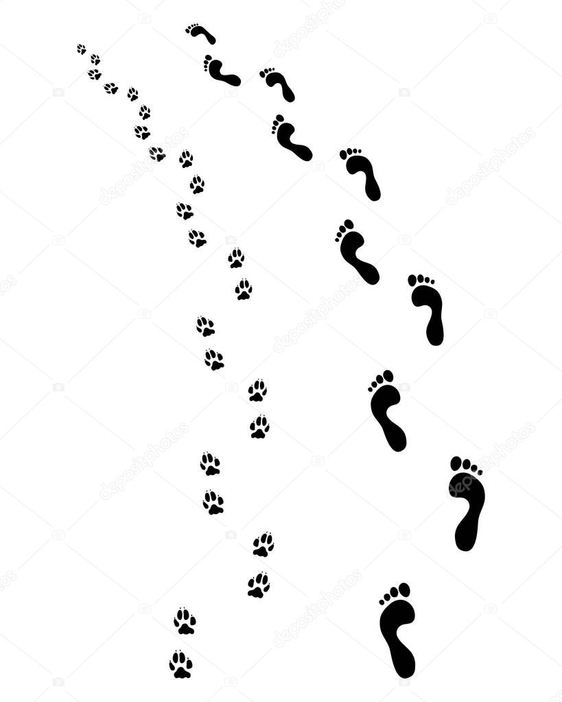 feet and dog paws