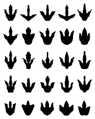 dinazorların ayak izleri