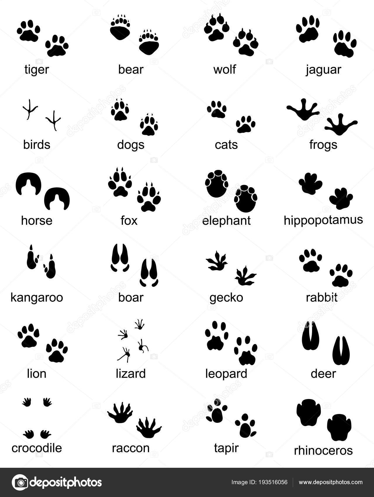 Wild Animal Print Circles Vector Set Stock Illustration - Download