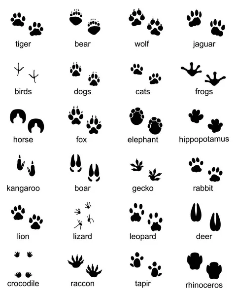 Aantal Voetafdrukken Van Wilde Dieren Illustratie Van Zwarte Silhouet — Stockvector