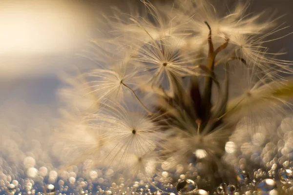 Dandelion in water droplets, sideways, macro boke — Stock Photo, Image