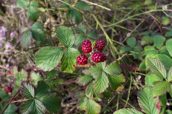 Rote Beeren unter dem Laub — Stockfoto