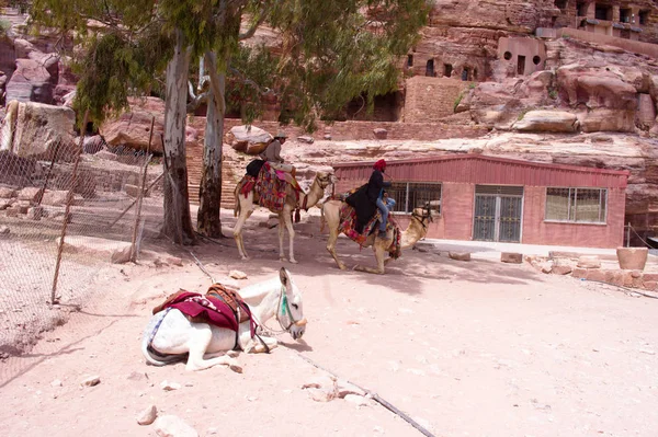 Touristen auf Kamel und Esel warten auf Touristen — Stockfoto