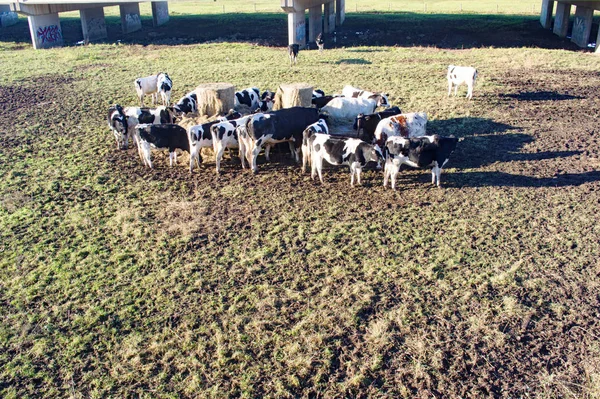 Holstein vacas friesianas comendo feno — Fotografia de Stock