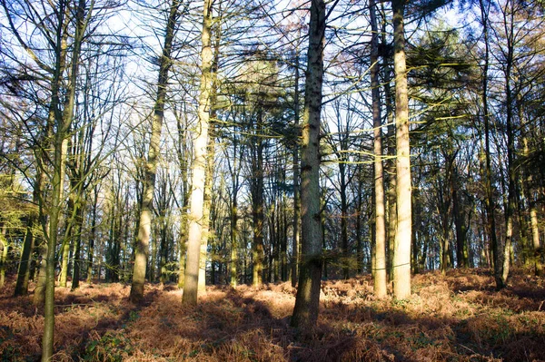 Árvores na floresta no inverno — Fotografia de Stock