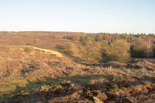 Heather in the winter with a clear blue sky — Stock fotografie