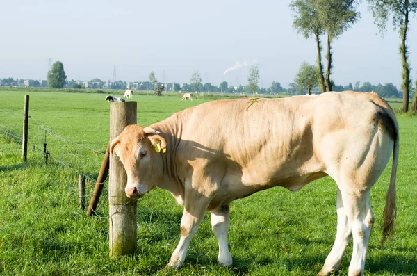 Koe in weide krabt tegen een paal — Stockfoto