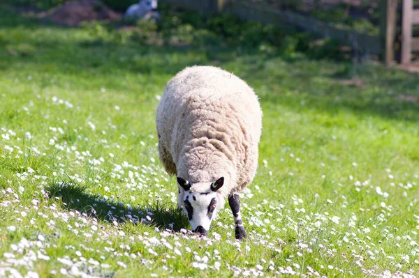 Białe Owce Jedzą Trawę Łące — Zdjęcie stockowe