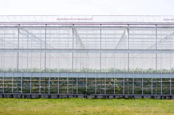 Außenseite Eines Glashauses — Stockfoto