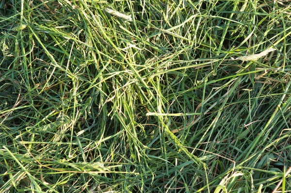 Натуральний Фон Зеленого Візерунка Трави — стокове фото
