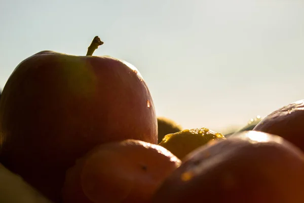 Fresh fruit is a gift of mother earth — Stock Photo, Image