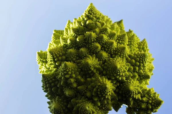 Fresh green cabbage — Stock Photo, Image