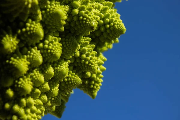 Frischer Grünkohl — Stockfoto