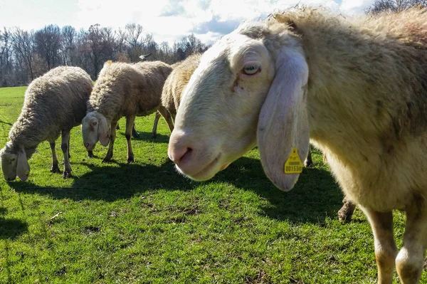 Animal Italian farm — Stock Photo, Image