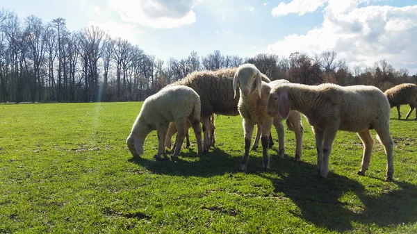 Animal Italian farm — Stock Photo, Image