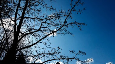 İlişkiler arayan dalları