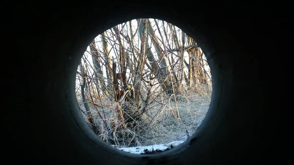 trees and grass covered with snow, like light at the end of the tunnel.  darkness and light