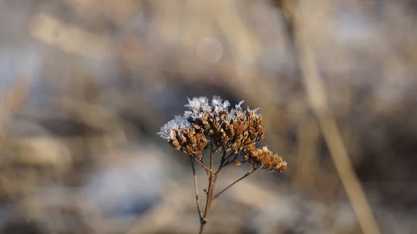 Flor Con Copos Nieve Sobre Fondo Campo Soleado —  Fotos de Stock