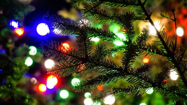 kırmızı, mavi, yeşil ve sarı noel ışıkları iğneli çam dallarının arka planında