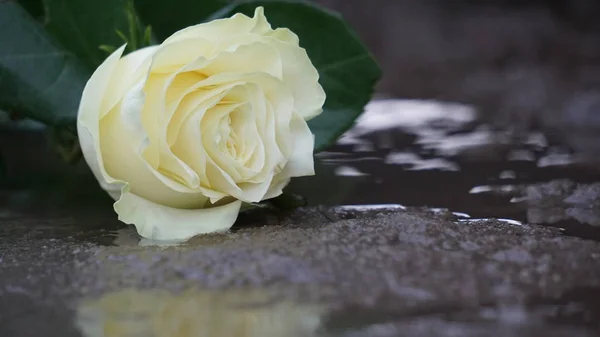 Yeşil yapraklı güzel beyaz gül kirli bir su birikintisinde yatıyor.