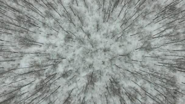 Літаючий Квадрокоптер Над Зимовим Лісом — стокове відео