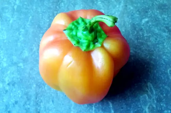 Multi Warna Capsicum Diisolasi Latar Belakang Batu — Stok Foto