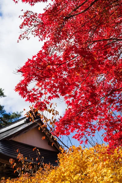 秋天的枫叶 背景模糊 来自日本Gifu县Shirakawa — 图库照片