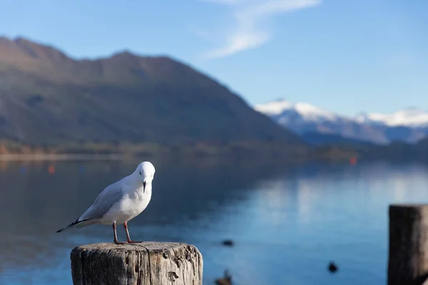 A white pigeon perched on wooden post with mountain background at Lake Wanaka, New Zealand