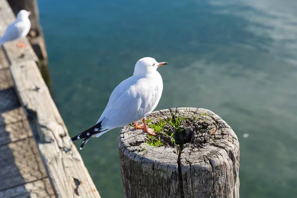 A white pigeon perched on wooden post at Lake Wanaka, New Zealand