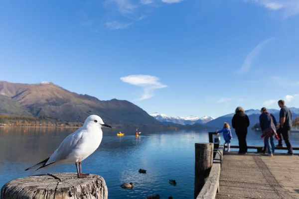 A white pigeon perched on wooden post at Lake Wanaka, New Zealand