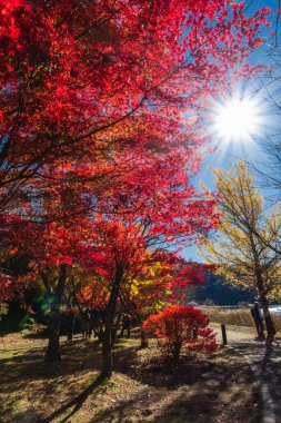 Sonbaharda renkli yaprakları olan akçaağaç ağaçları. Japonya, Yamanashi 'den Kawaguchiko Gölü kırsal alanı.
