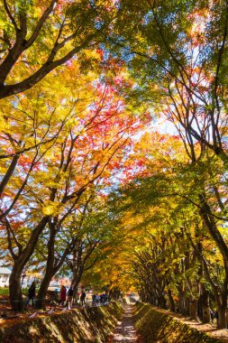 Yamanashi, Japonya - 19 Kasım 2019: Sonbaharda Kawaguchiko Gölü 'nde renkli akçaağaç yapraklı akçaağaç koridorunun güzel manzarası.