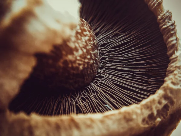 Closeup Champignon Cogumelos Guelras Como Estrutura Fotografia De Stock