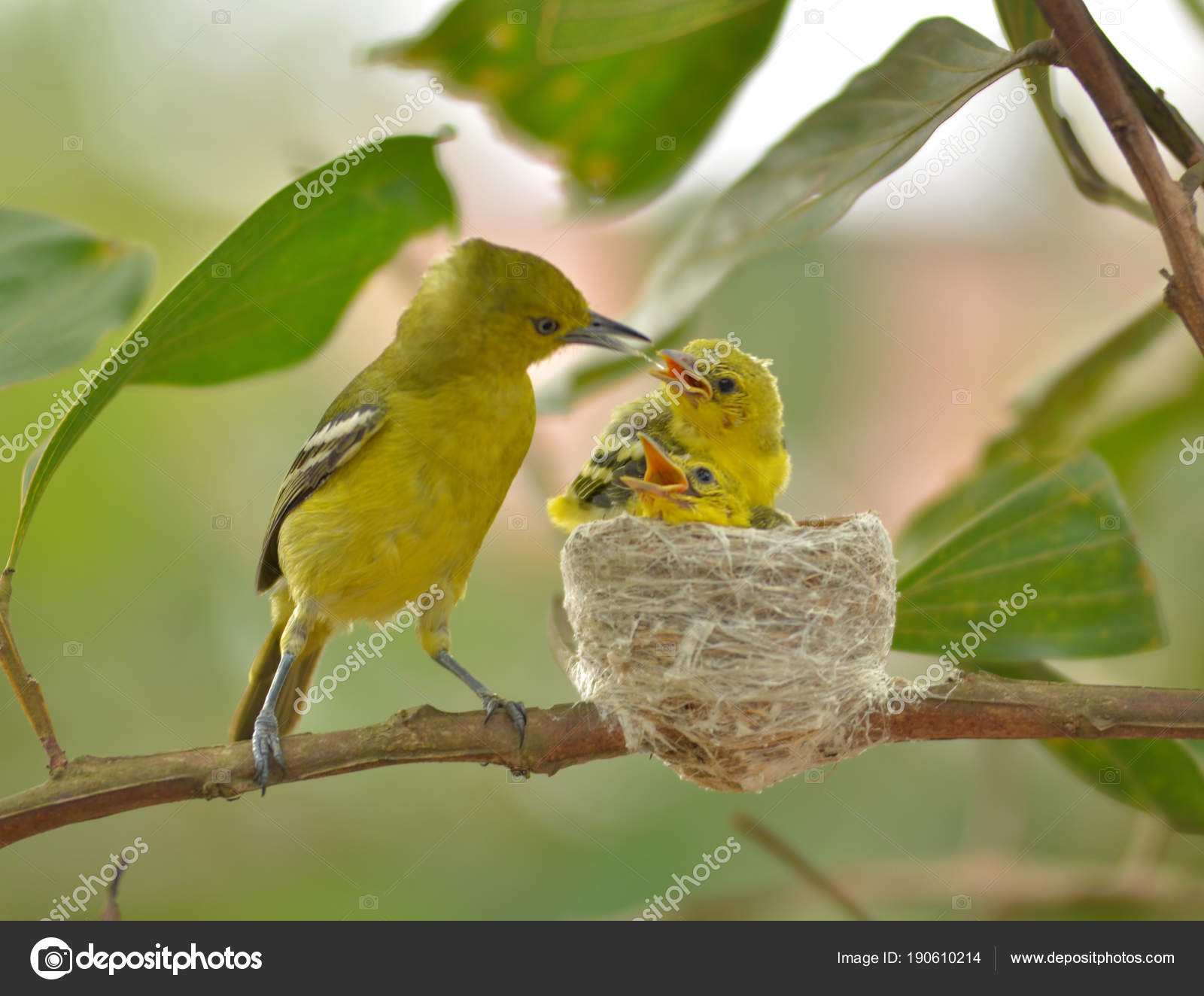 Orange à Ventre Dicée Ou Dicaeum Trigonostigma Alimentation