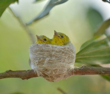 Ortak Iora (Aegithina tiphia) doğada kendi küçük kuş besleme.