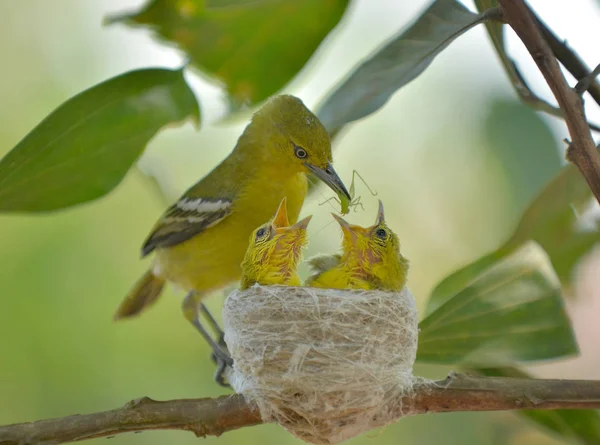 Turuncu karınlı Flowerpecker veya Dicaeum besleme trigonostigma