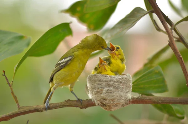 Pica-paus-de-barriga-alaranjada ou Dicaeum trigonostigma alimentação — Fotografia de Stock