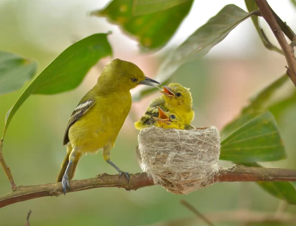 Turuncu karınlı Flowerpecker veya Dicaeum besleme trigonostigma