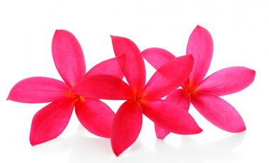 güzel kırmızı orkide beyaz zemin üzerine izole