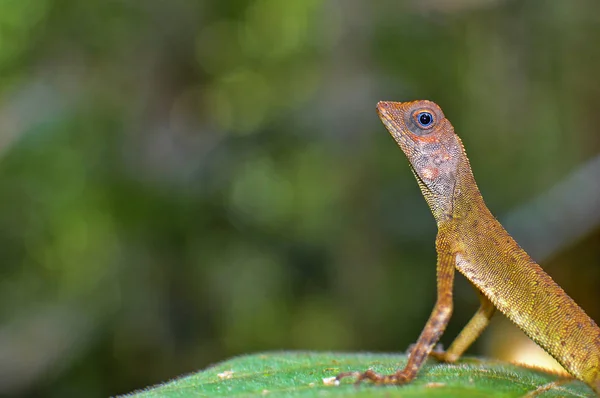 Chocholatý chameleon ještěrka — Stock fotografie